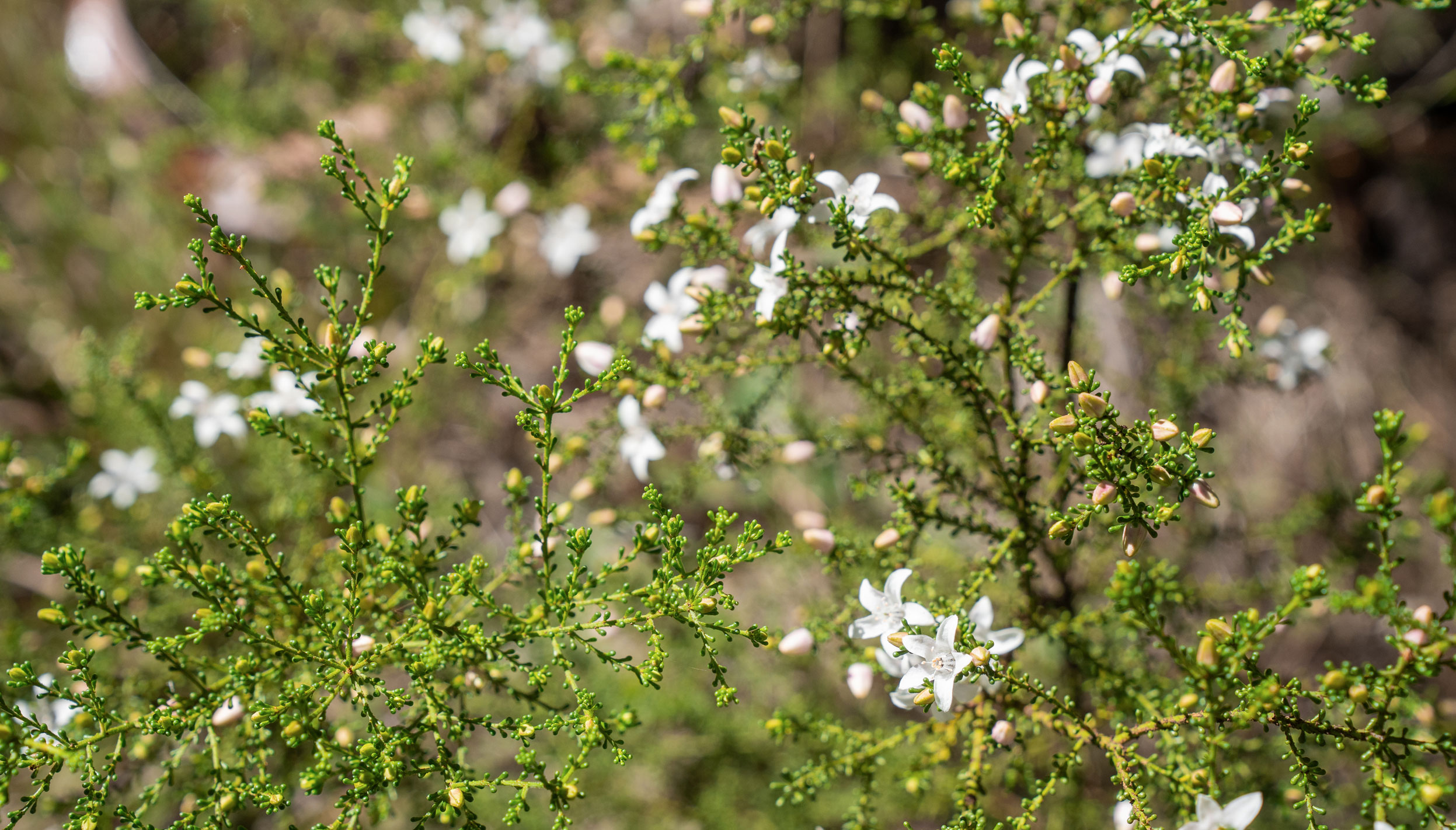 Kogan Waxflower